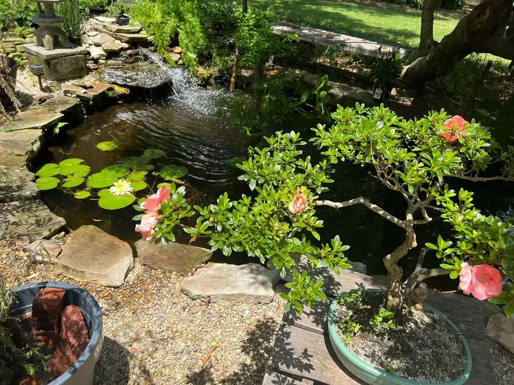 A flowering azalea bonsai beside the koi pond and its stone waterfall.