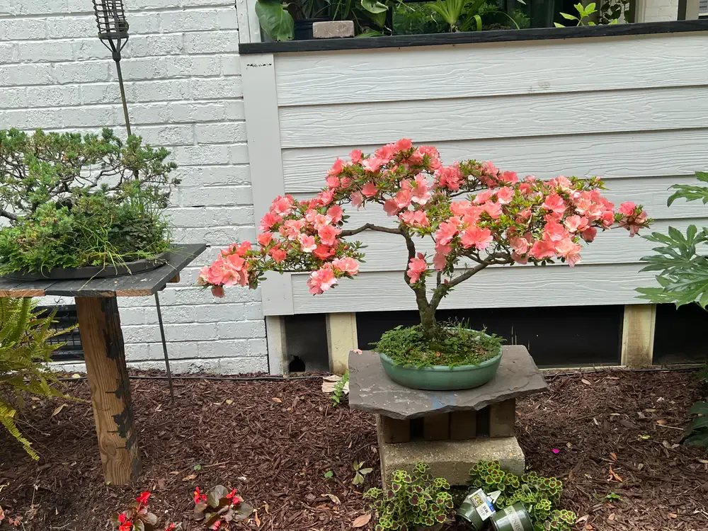 An azalea bonsai in full coral bloom on a slate stand against a white wall.
