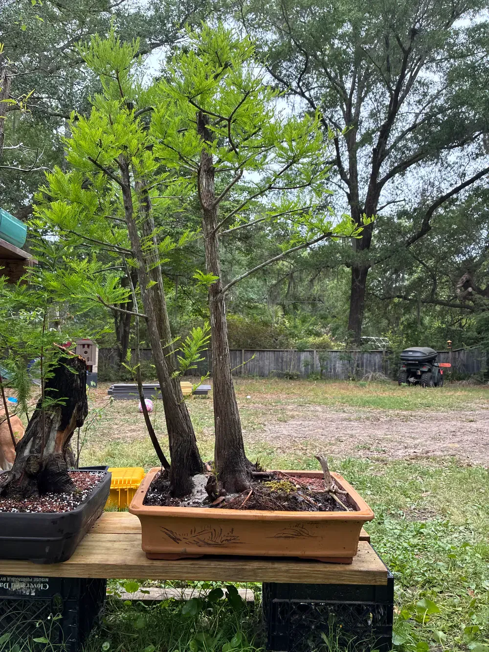 A bald cypress group planting in a rectangular clay pot on an outdoor bench.