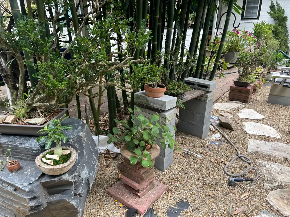 Bonsai on slate and block stands in front of a stand of bamboo.