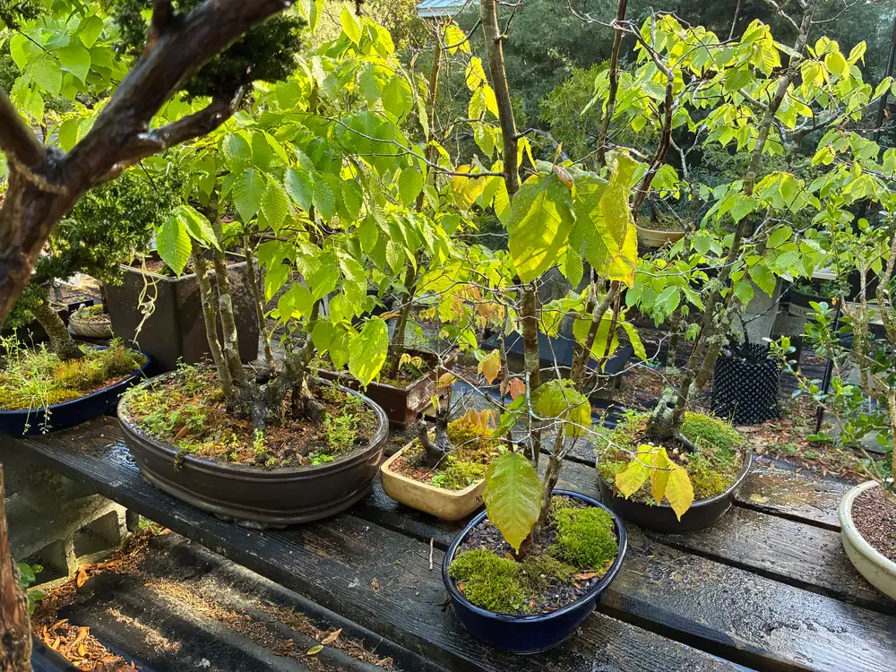 Young deciduous bonsai catching morning light on a rain-wet wooden bench.