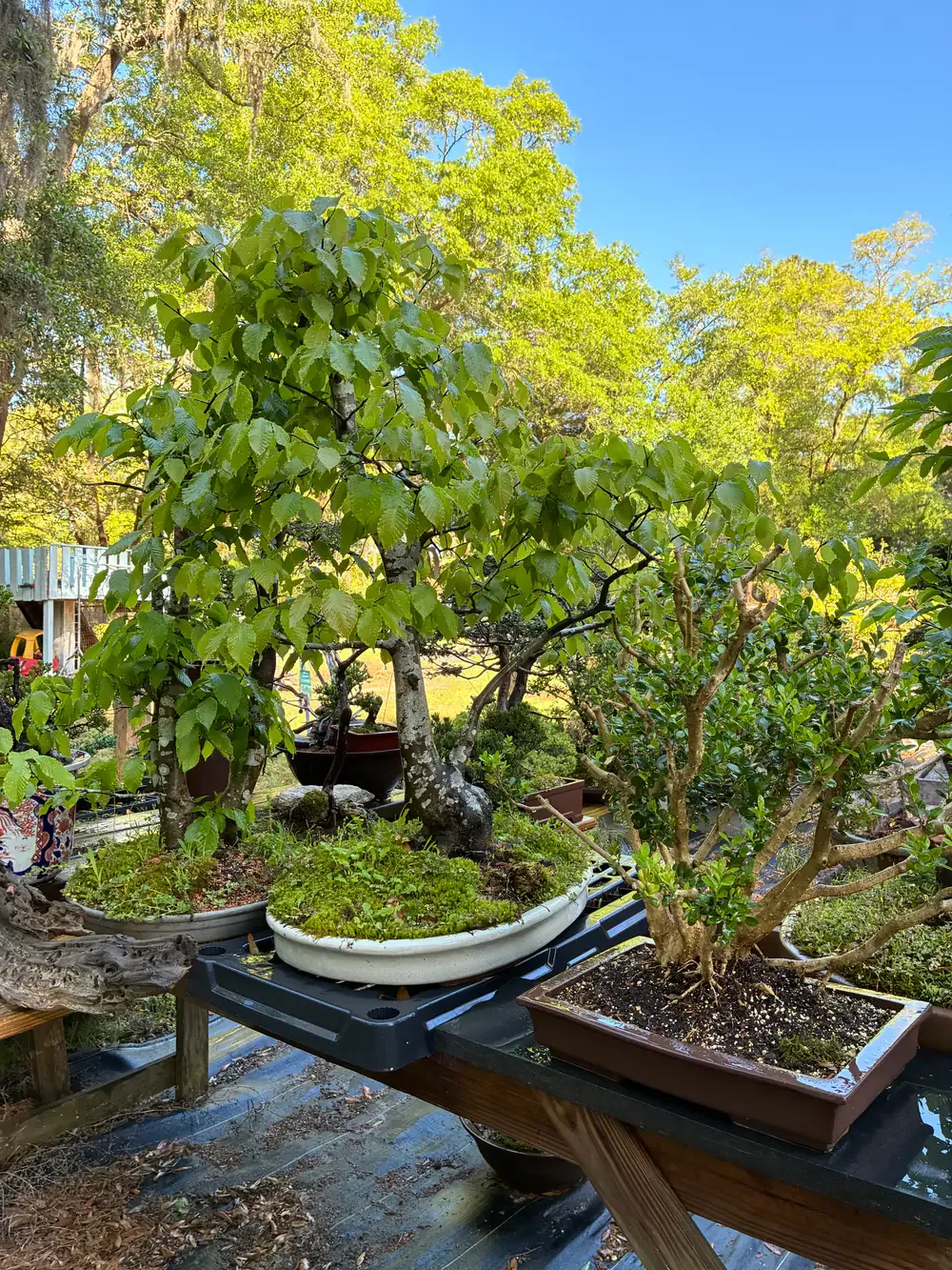 A deciduous forest planting in a white oval pot on a nursery bench beneath tall trees and blue sky.