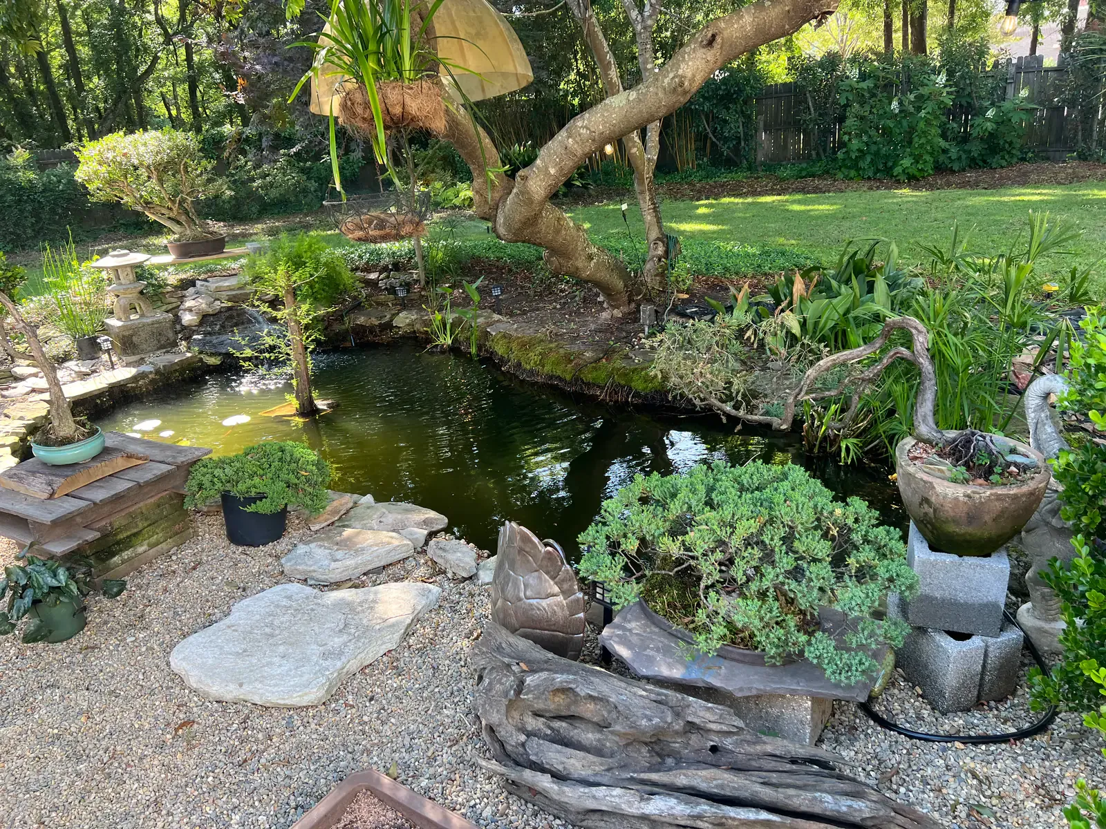 The nursery garden: a koi pond ringed with bonsai and a stone lantern, a juniper on driftwood in the foreground.
