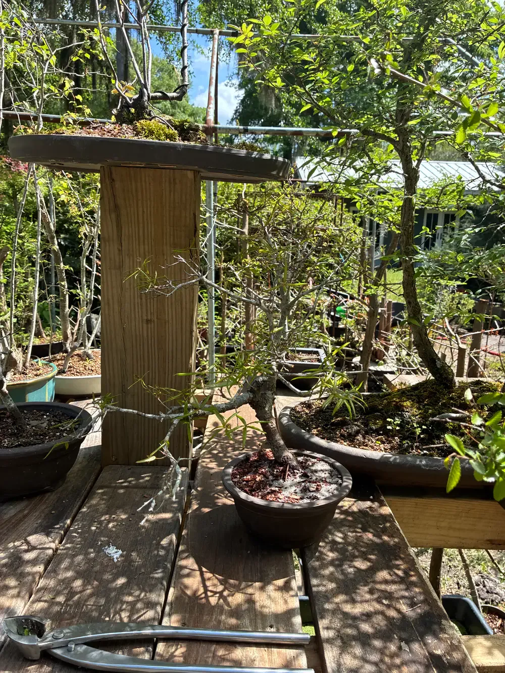 A tree in training on the workbench, with pruning shears in the foreground.