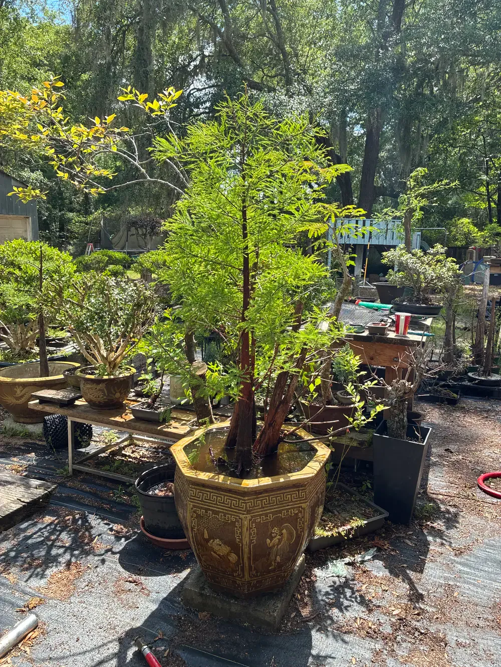 A cypress in a large octagonal glazed pot among the nursery benches.