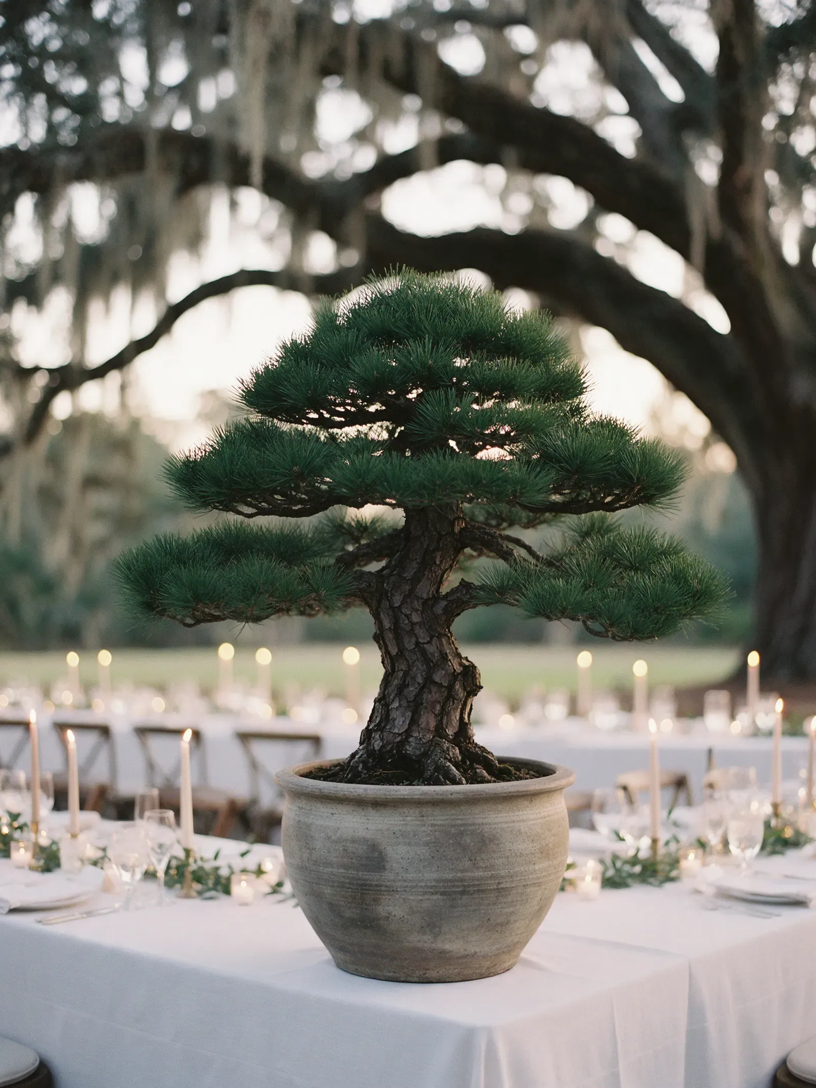 A Japanese black pine in a hand-thrown stoneware pot at the head of a candlelit wedding table beneath a moss-draped live oak.