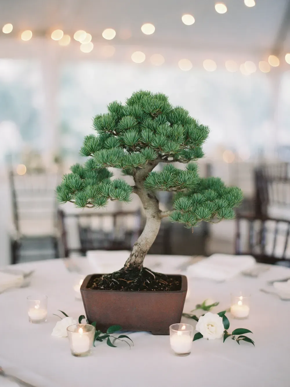 A Japanese white pine in a mica training pot as the centerpiece of a wedding reception table with votive candles and white roses.