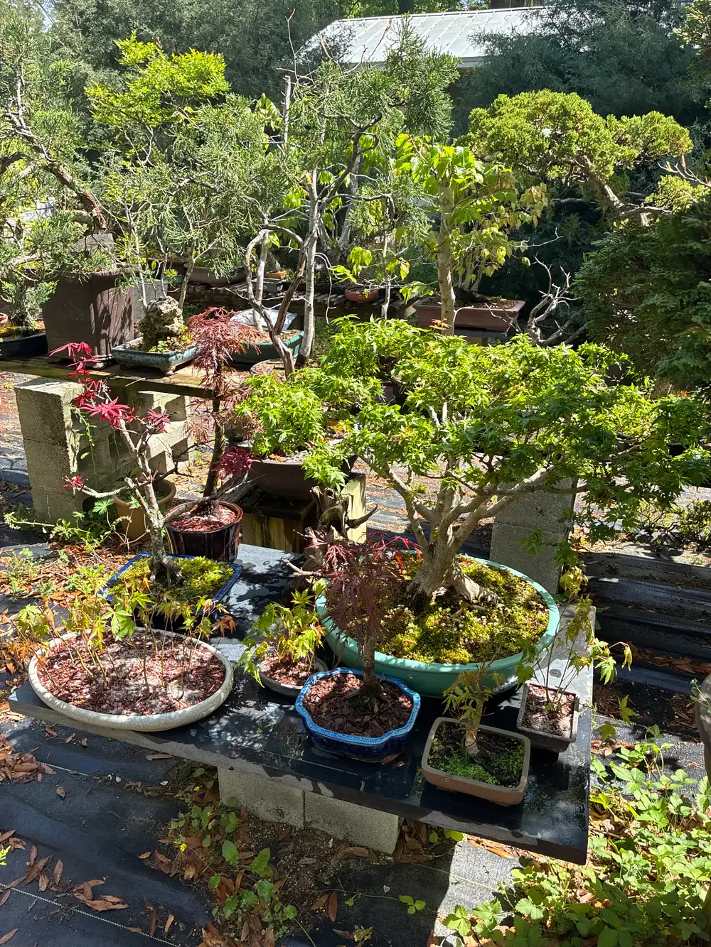 Japanese maples and deciduous bonsai on a black display bench in the nursery.