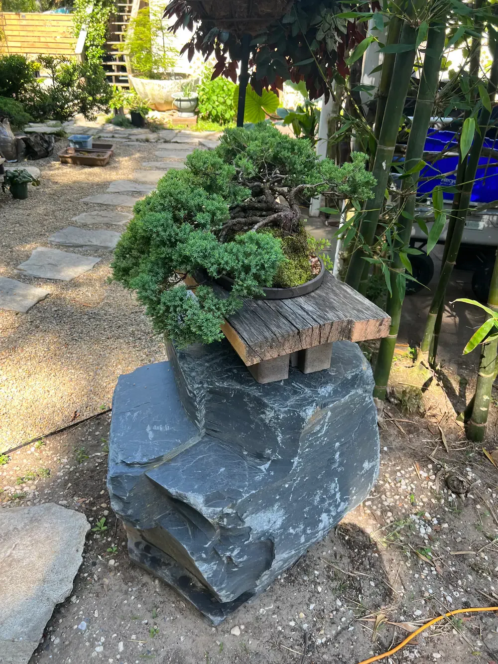 A spreading juniper bonsai on a weathered wood stand set atop a slate boulder.