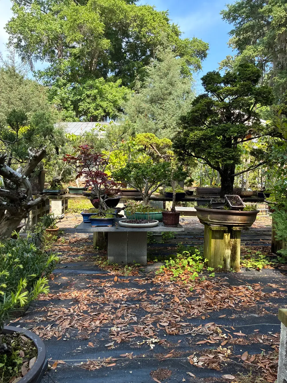 Bonsai benches under tall trees in the nursery.