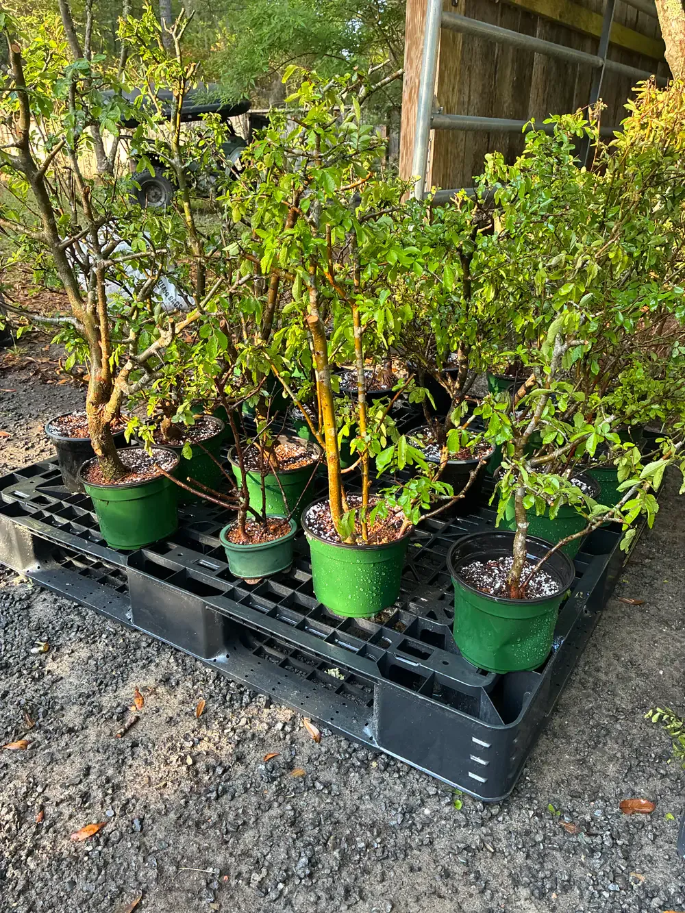 Young nursery stock in training pots, grouped on a pallet.