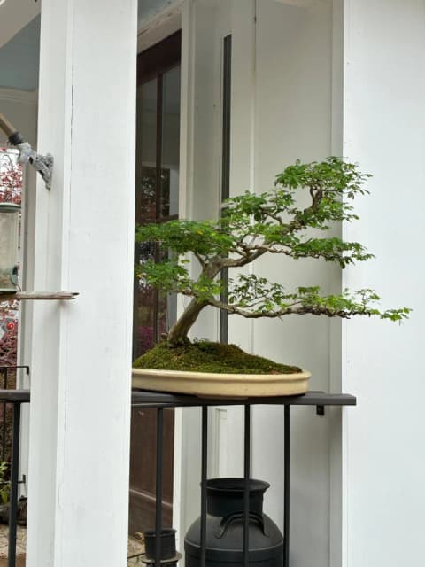 Brazilian Raintree, Chloroleucon tortum