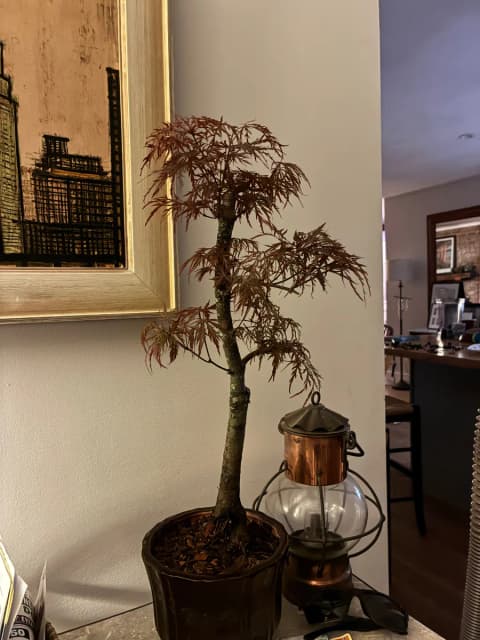 Japanese Maple Deshojo, Acer palmatum Deshojo