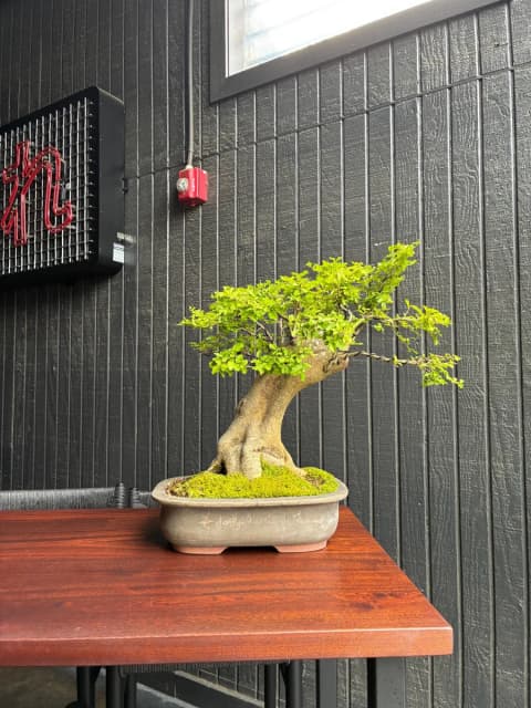 Privet, Ligustrum