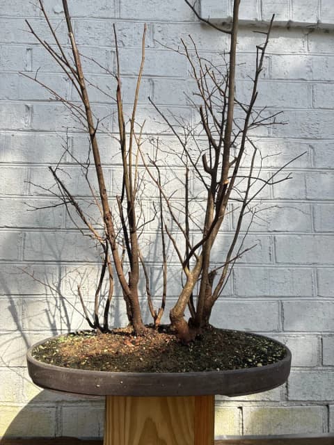 Water Elm Forest, Planera aquatica